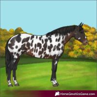 Horse Color:Brown Appaloosa 
