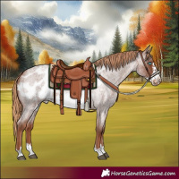 Horse Color:Red Roan Frame Appaloosa 