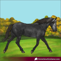 Horse Color:Gray White Spotted Liver Chestnut 