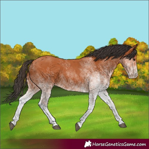 Horse Color:White Spotted Bay