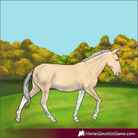 Horse Color:White Spotted Gold Cream Champagne 