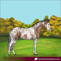 Horse Color:Liver Red Dun Tobiano  and Liver Red Dun Splash Tobiano 