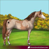 Horse Color:Red Dun and Red Dun