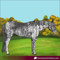 Horse Color:Smoky Black and White Spotted Smoky Black