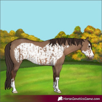 Horse Color:Liver Red Dun and Liver Red Dun Frame
