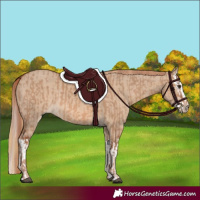 Horse Color:Red Dun  and Red Dun Splash 