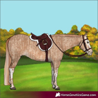 Horse Color:Red Dun  and Red Dun Splash 