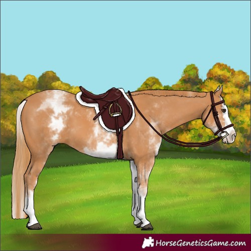Horse Color:White Spotted Chestnut Splash 