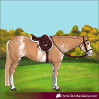 Horse Color:White Spotted Chestnut Splash 