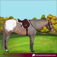 Horse Color:Bay Appaloosa 
