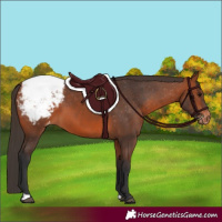 Horse Color:Bay Appaloosa