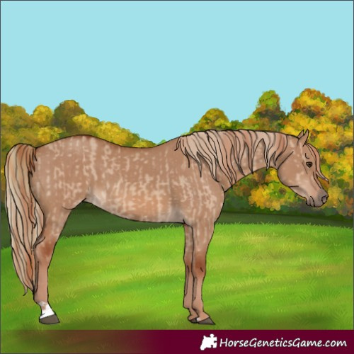 Horse Color:Red Dun  and Red Dun 