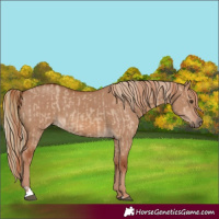 Horse Color:Red Dun and Red Dun
