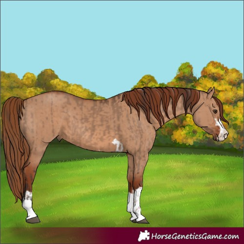 Horse Color:Liver Red Dun and Red Dun