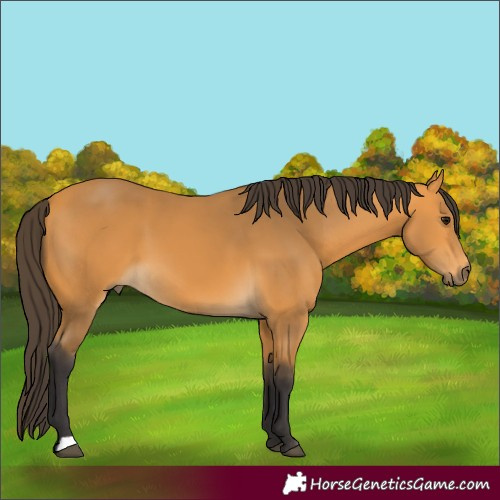 Horse Color:Buckskin 