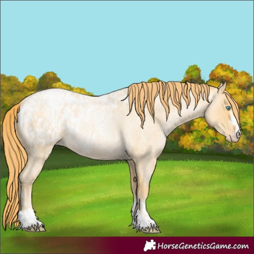 Horse Color:Buckskin Roan Pearl  and Buckskin Roan Pearl Appaloosa 