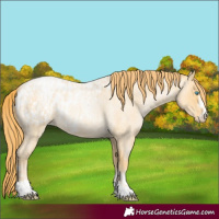 Horse Color:Buckskin Roan Pearl and Buckskin Roan Pearl Appaloosa
