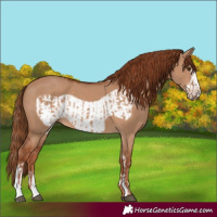 Horse Color:Red Dun Tobiano  and Red Dun Frame 