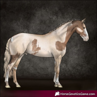 Horse Color:Liver Red Dun Sabino Tobiano Rabicano and Chocolate Palomino Pearl Dun Tobiano Rabicano