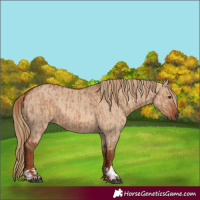 Horse Color:Red Dun  and Red Dun 