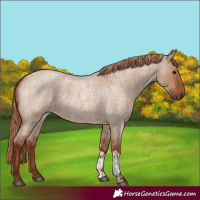 Horse Color:Red Dun Roan and Red Dun Roan