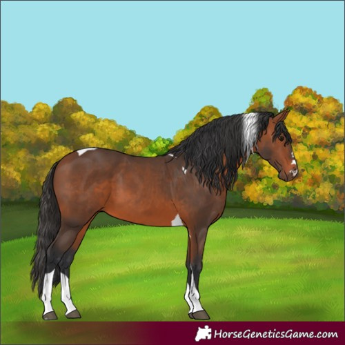 Horse Color:Bay Tobiano 