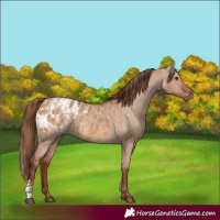 Horse Color:Red Dun  and Red Dun Blanket 
