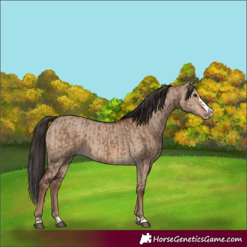 Horse Color:Liver Red Dun  and Liver Red Dun Splash 