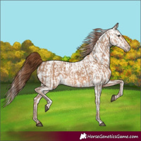 Horse Color:Red Dun  and Red Dun Appaloosa 