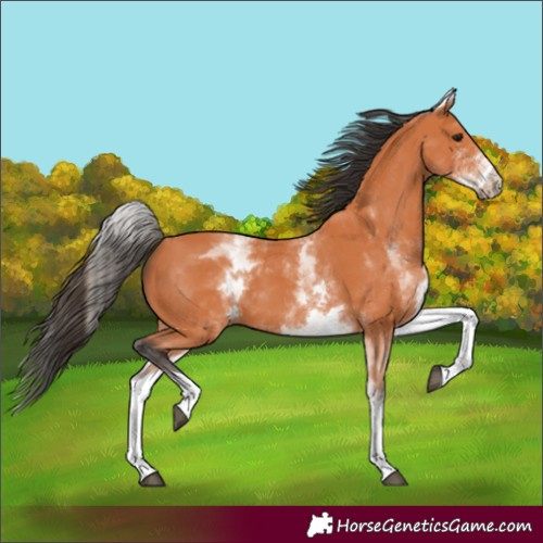 Horse Color:White Spotted Bay 
