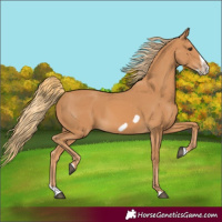 Horse Color:Chestnut Splash Frame 