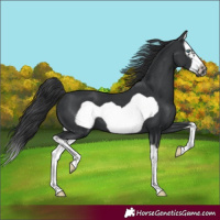 Horse Color:Black Splash Frame 