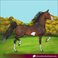 Horse Color:Bay Splash Frame