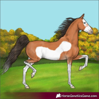 Horse Color:Bay Splash Frame