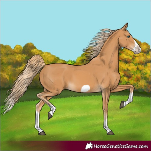 Horse Color:Chestnut Splash Frame 