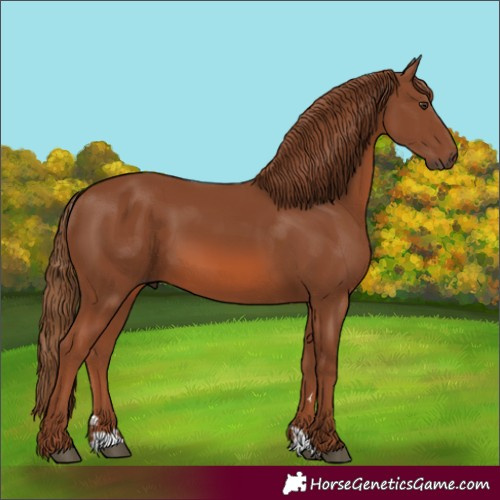 Horse Color:Chestnut 