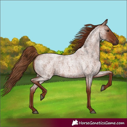 Horse Color:Red Roan 
