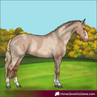 Horse Color:Red Dun Tobiano Appaloosa and Red Dun Tobiano Appaloosa