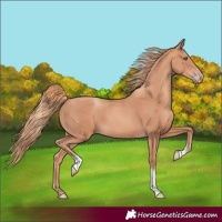 Horse Color:Gold Champagne Tobiano