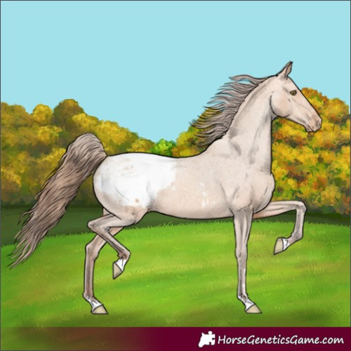 Horse Color:Amber Champagne Appaloosa 