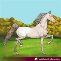 Horse Color:Amber Champagne Appaloosa 