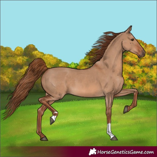 Horse Color:Red Dun  and Red Dun 