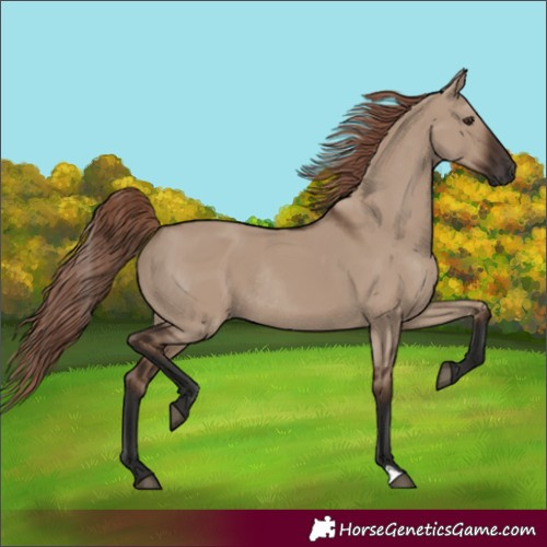 Horse Color:Liver Red Dun Rabicano