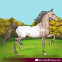 Horse Color:Amber Champagne Snowcap 