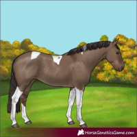 Horse Color:Liver Red Dun Tobiano Rabicano 