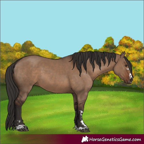 Horse Color:Liver Red Dun  and Liver Red Dun 