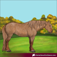 Horse Color:Red Dun  and Gray Red Dun 