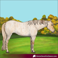 Horse Color:Red Dun Roan  and Palomino Roan Dun 