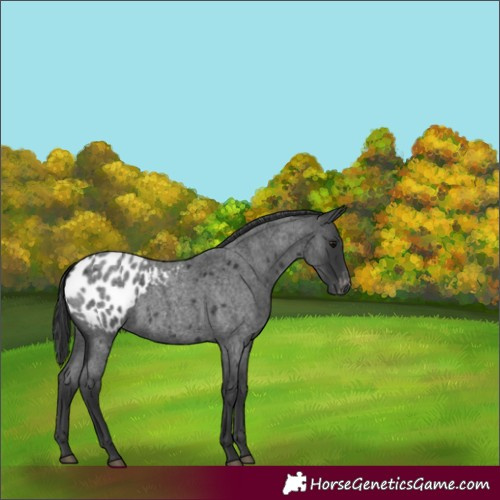 Horse Color:Blue Roan Blanket 