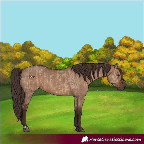 Horse Color:Liver Red Dun  and Liver Red Dun 